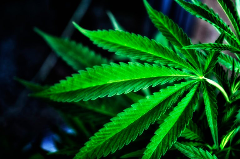 Read more about the article Police reports of arrest and marijuana plants seized