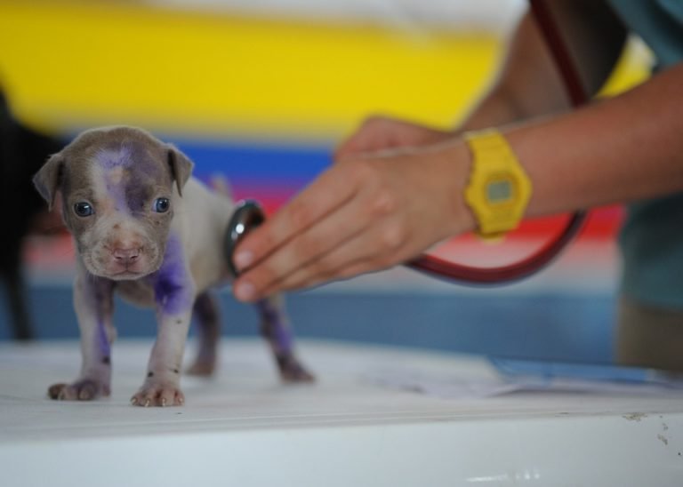 Read more about the article RUSVM to host 2019 West Indies Veterinary Conference