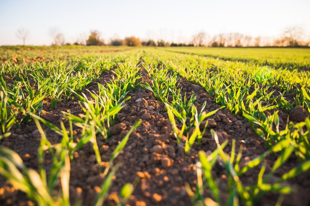 You are currently viewing Can farmers be expected to have their Farms insured in the Future? 