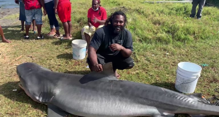 Read more about the article Second Shark captured from SKN’s waters in a week