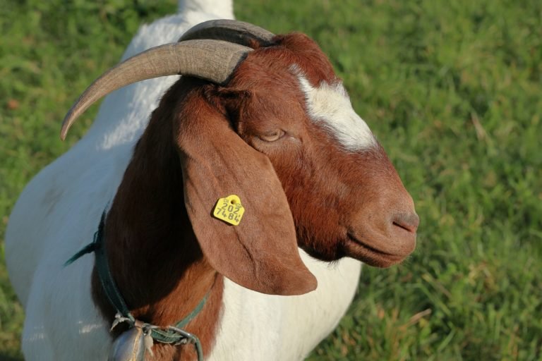 Read more about the article RUSVM donates superior breed of Goats to enhance meat production on Nevis