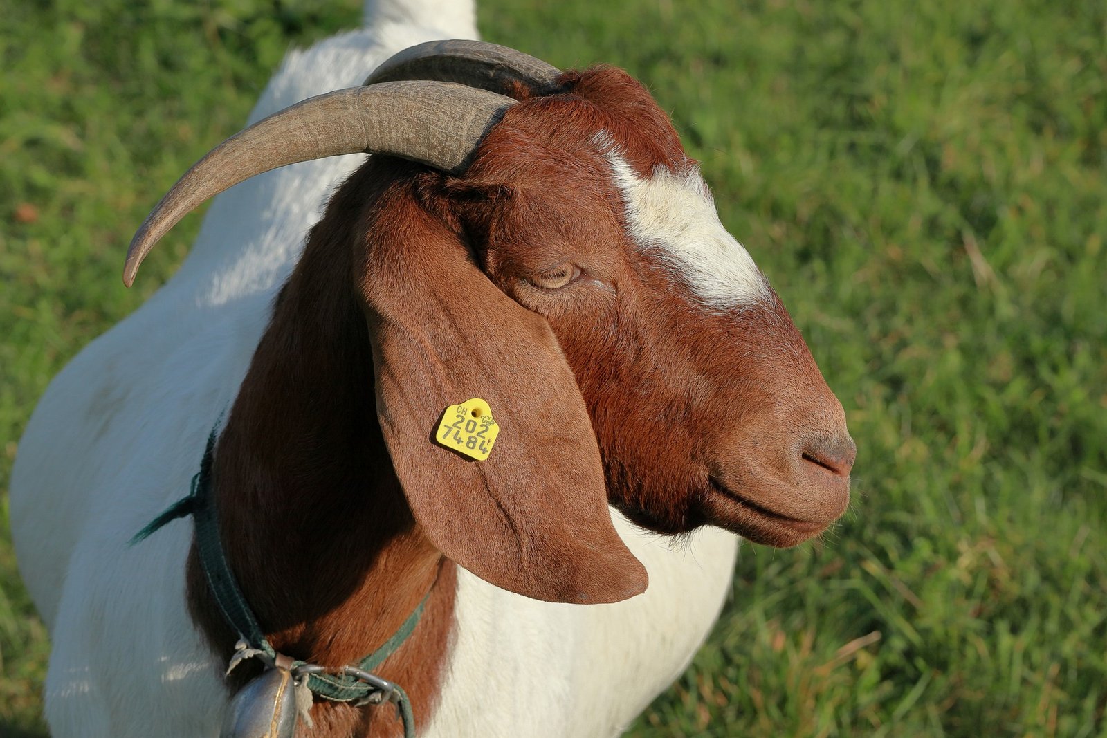 You are currently viewing RUSVM donates superior breed of Goats to enhance meat production on Nevis