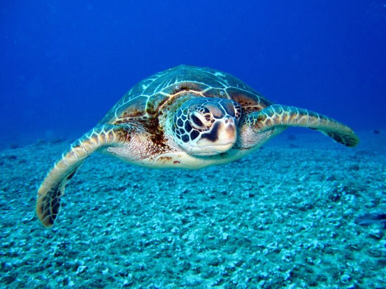 Read more about the article Captured Tagged Sea Turtle Returned to SKN waters