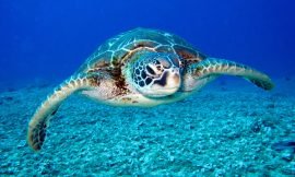 Captured Tagged Sea Turtle Returned to SKN waters