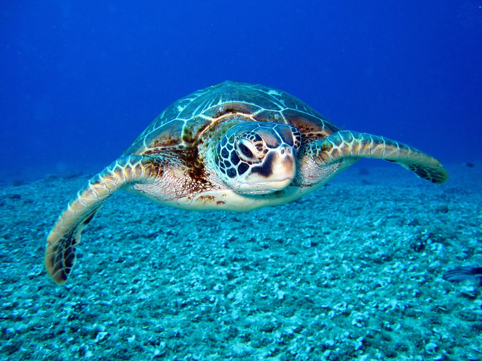 You are currently viewing Captured Tagged Sea Turtle Returned to SKN waters