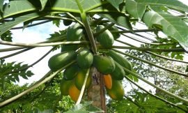 1800 trees distributed across St. Kitts as Part of Food Security Strategy