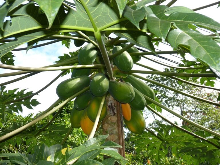 Read more about the article 1800 trees distributed across St. Kitts as Part of Food Security Strategy