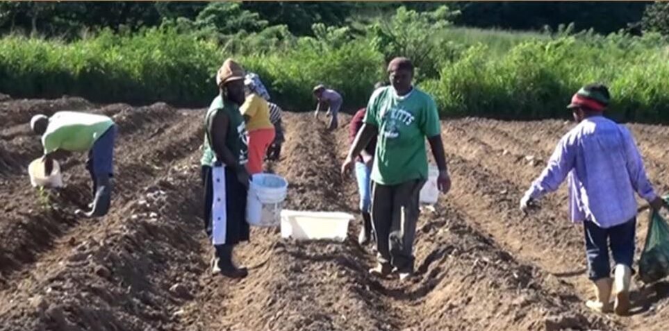 You are currently viewing 6 month Training Program for Young Farmers Underway