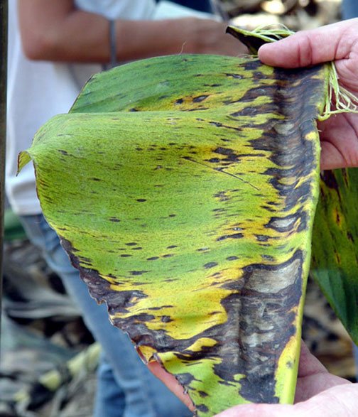 You are currently viewing Nevis’ Department of Agriculture tackles two Invasive Species in 2022 