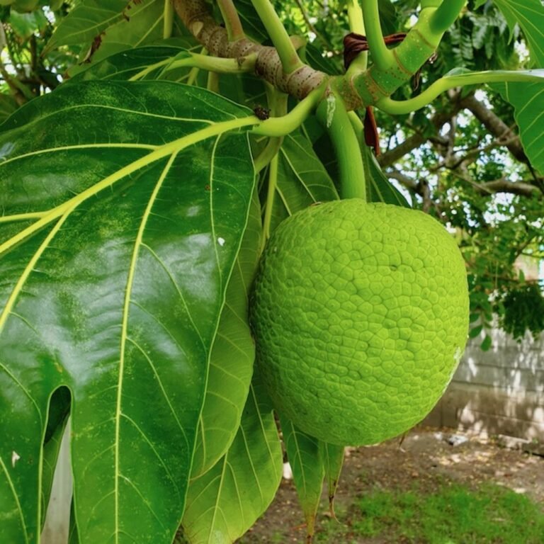 Read more about the article Community Development holds Breadfruit Festival (today) April 23rd 2022