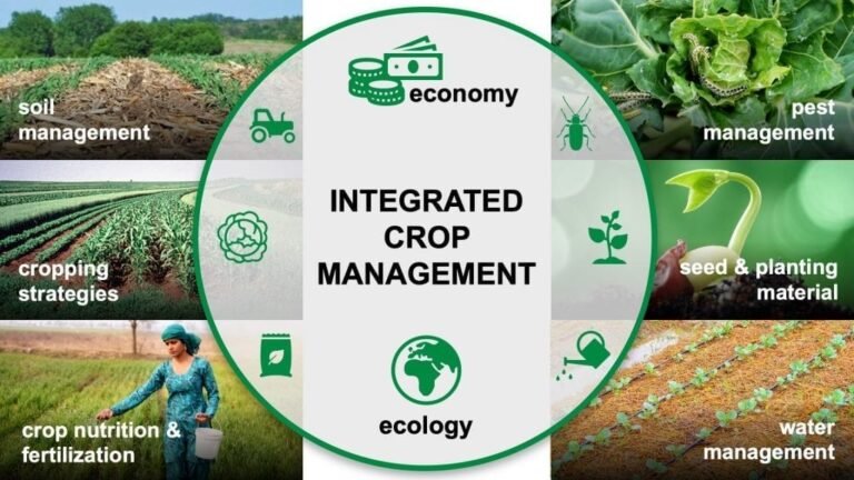 Read more about the article Local farmers, students and officers participate in Integrated Crop Management Training of Trainers Workshop