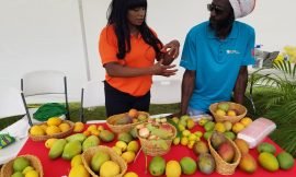 Four Seasons Resort (Nevis) wins Mango Festival Cooking Competition