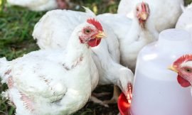 Residents once again urged to invest in Broiler Poultry Industry on Nevis