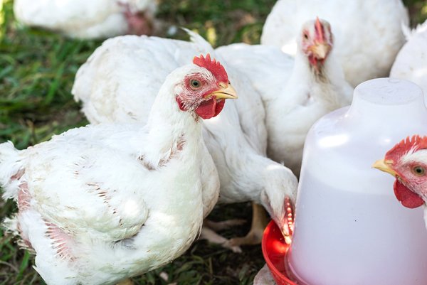 Read more about the article Persons encouraged to get involved in upcoming Broiler Initiative