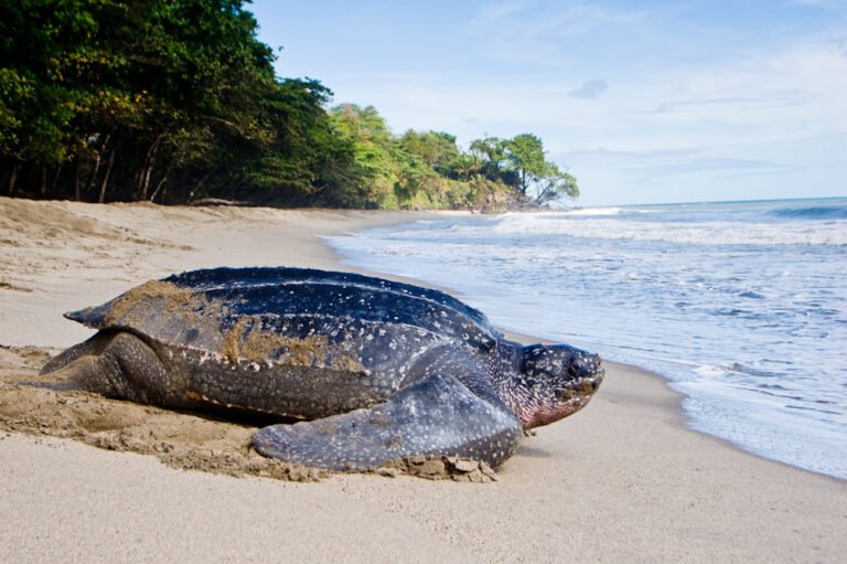 Read more about the article Turtle Catching Prohibition season in effect