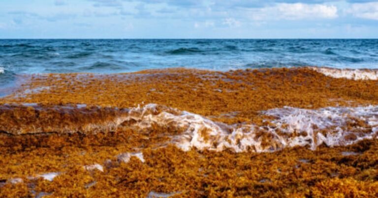 Read more about the article SKN to expect Sargassum on coasts