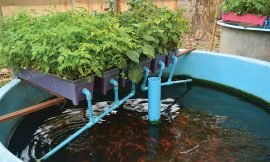 Small Business Development Workshop for Aquaponics Farmers and Vendors coming soon