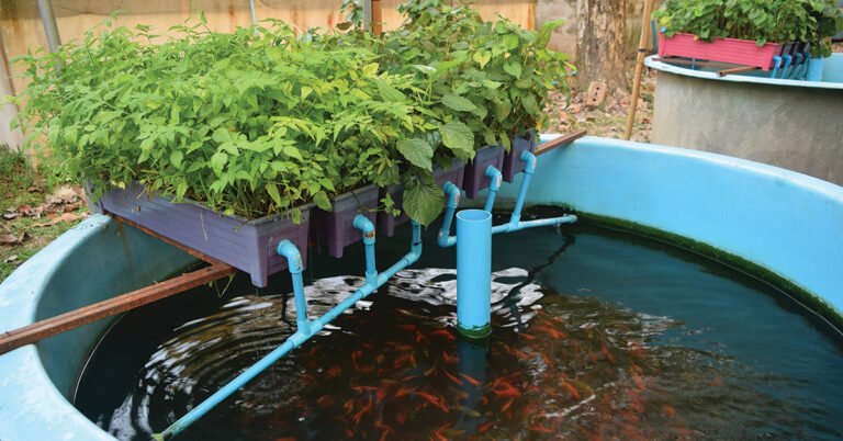 Read more about the article Small Business Development Workshop for Aquaponics Farmers and Vendors coming soon