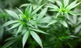 Plans for Cannabis Industry in SKN discussed on Let’s Talk