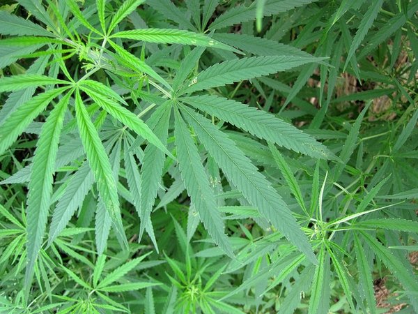 You are currently viewing Premier of Nevis encourages persons to stay within the confides of the law when using Cannabis
