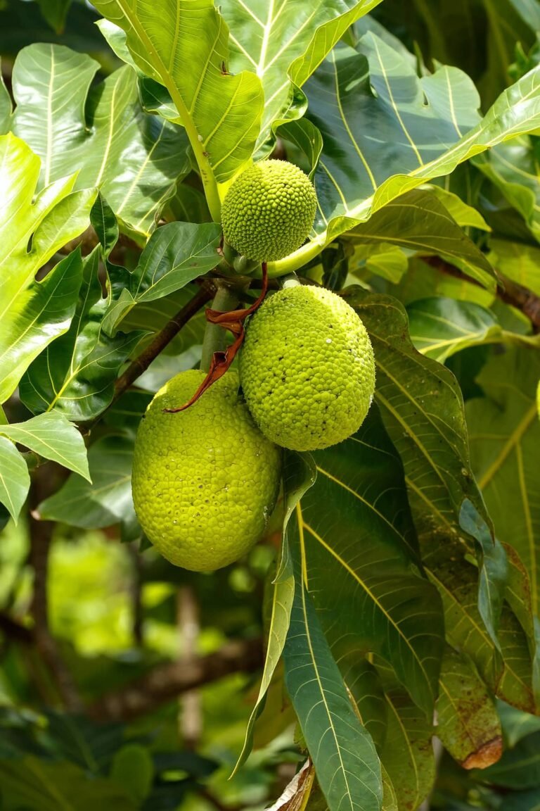 Read more about the article Nevis’ Comm. Development Dept. hosts 2023 Barnes Ghaut Breadfruit Festival