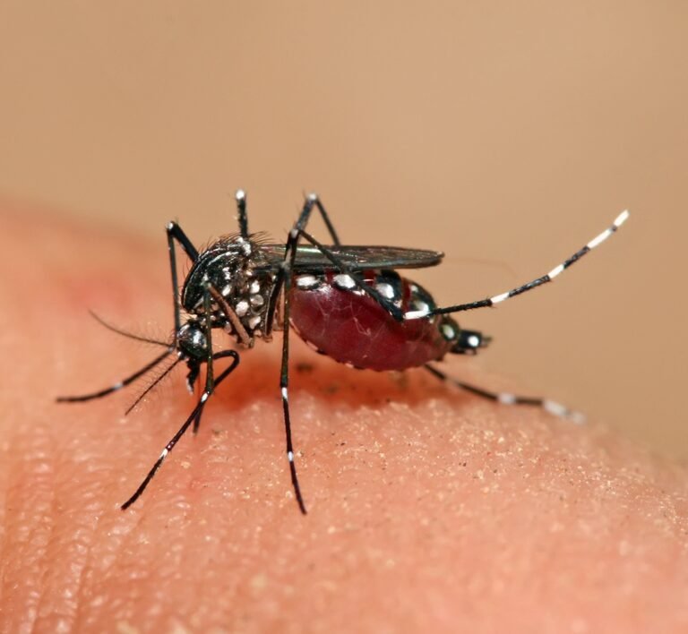 Read more about the article Nevisians encouraged to keep houses open for fogging of mosquitoes