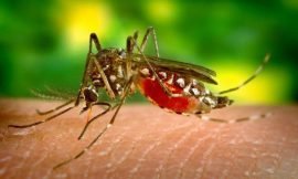 Nearly 60 cases of Dengue Fever on Nevis, Premier urges all to be vigilant