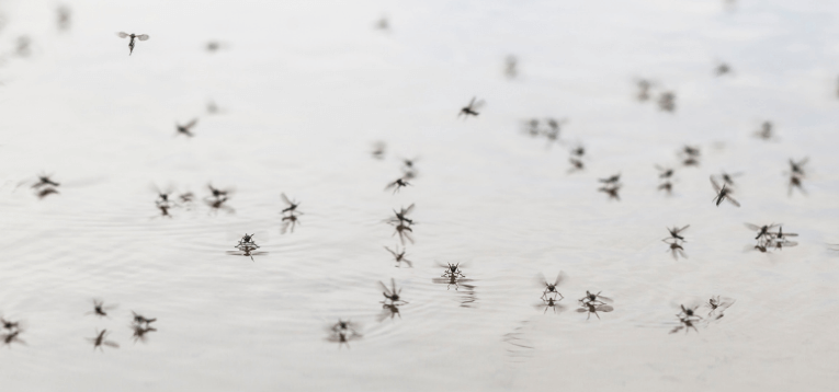 You are currently viewing Public once again urged to dump mosquito breeding items