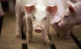 Dept. of Agriculture informs SKN of re-emerging threat of African Swine Fever