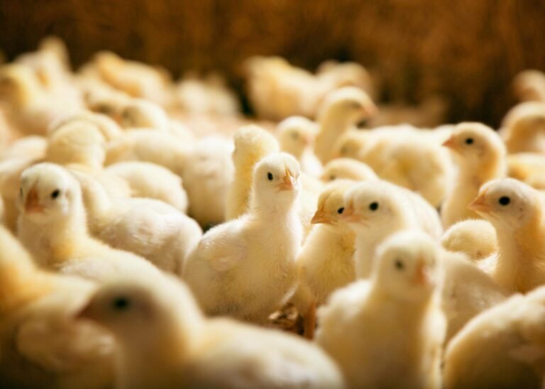 Read more about the article St. Kitts commission advanced layer chicken hatchery facility on pace to meet 25 by 25 agenda target