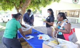 Taste Testing Bananas to Advance Food Security