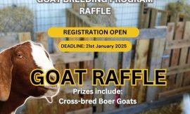 Department of Agriculture distributing 20 Boer through Raffle