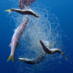 Ghost Fishing remains “a significant challenge” in SKN