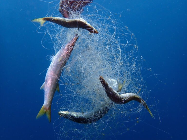 Read more about the article Ghost Fishing remains “a significant challenge” in SKN