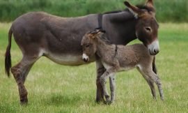 What is Nevis’ Department of Agriculture doing to address the Donkey- Monkey problem?