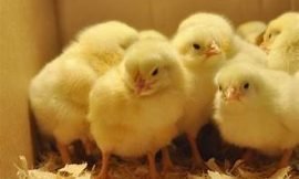 Layer Chicken Breeder Farm and Hatchery receives its 1st batch of local chicks to boost students’ nutrition and interest