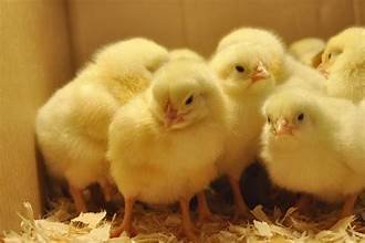 Read more about the article Layer Chicken Breeder Farm and Hatchery receives its 1st batch of local chicks to boost students’ nutrition and interest