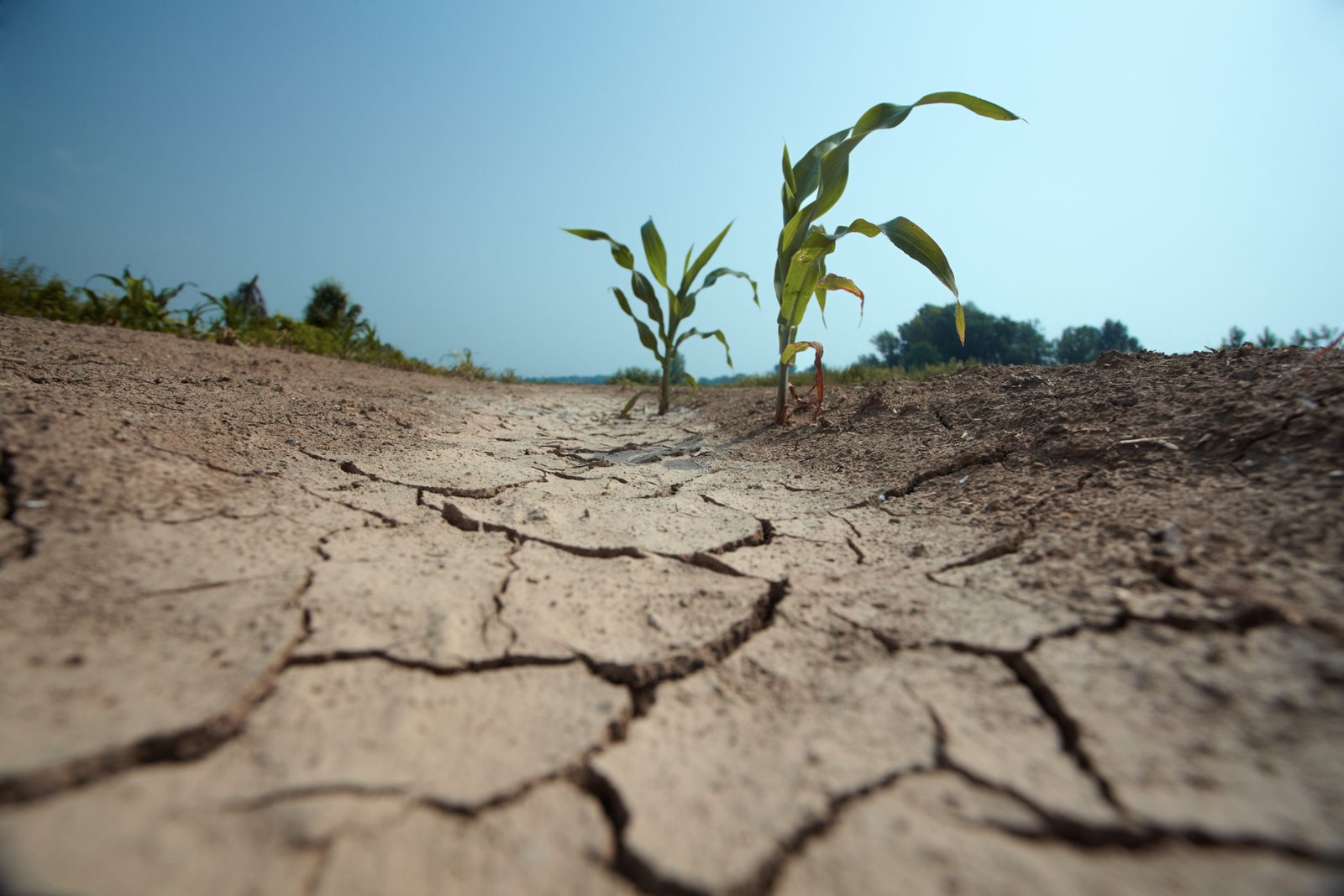 You are currently viewing May is dubbed Drought month according to NDMD
