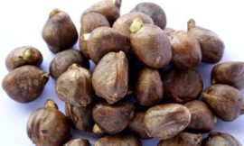 Breadnut to be on display during “Breadnut Affair” on Friday