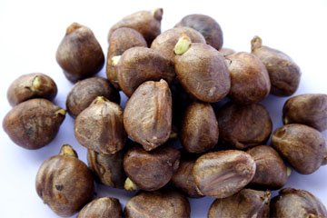 Read more about the article Breadnut to be on display during “Breadnut Affair” on Friday