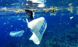 St. Kitts & Nevis Launched Its National Dialogue on Marine Litter Prevention Under PROMAR Initiative