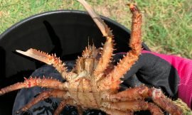 C.A.R.E. SKN completes training on farming Caribbean King Crab