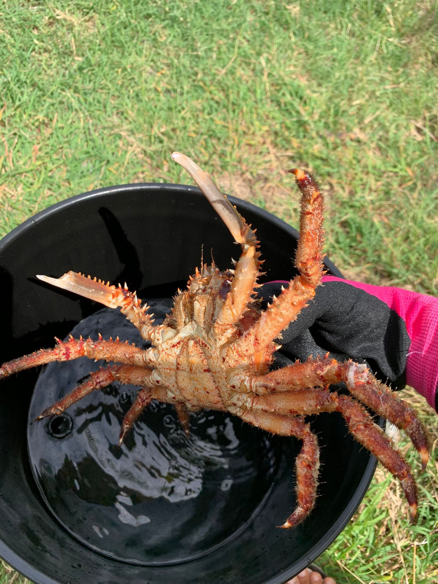 You are currently viewing C.A.R.E. SKN completes training on farming Caribbean King Crab