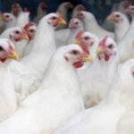 Work on Poultry Farm on Nevis to commence