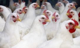 Work on Poultry Farm on Nevis to commence