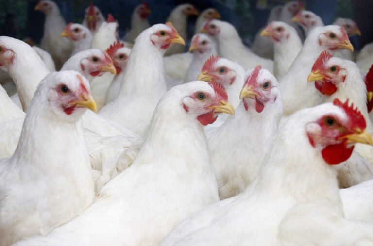 Read more about the article Work on Poultry Farm on Nevis to commence