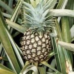 Hundreds of thousands of plant slips distributed to farmers in St. Kitts to advance Food Security