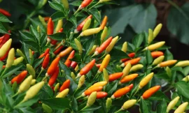 Hot Pepper in St. Kitts above McIlhenny Company standard says PM