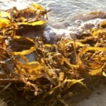 Sargassum Seaweed Causing Concerns in Pogson Bay