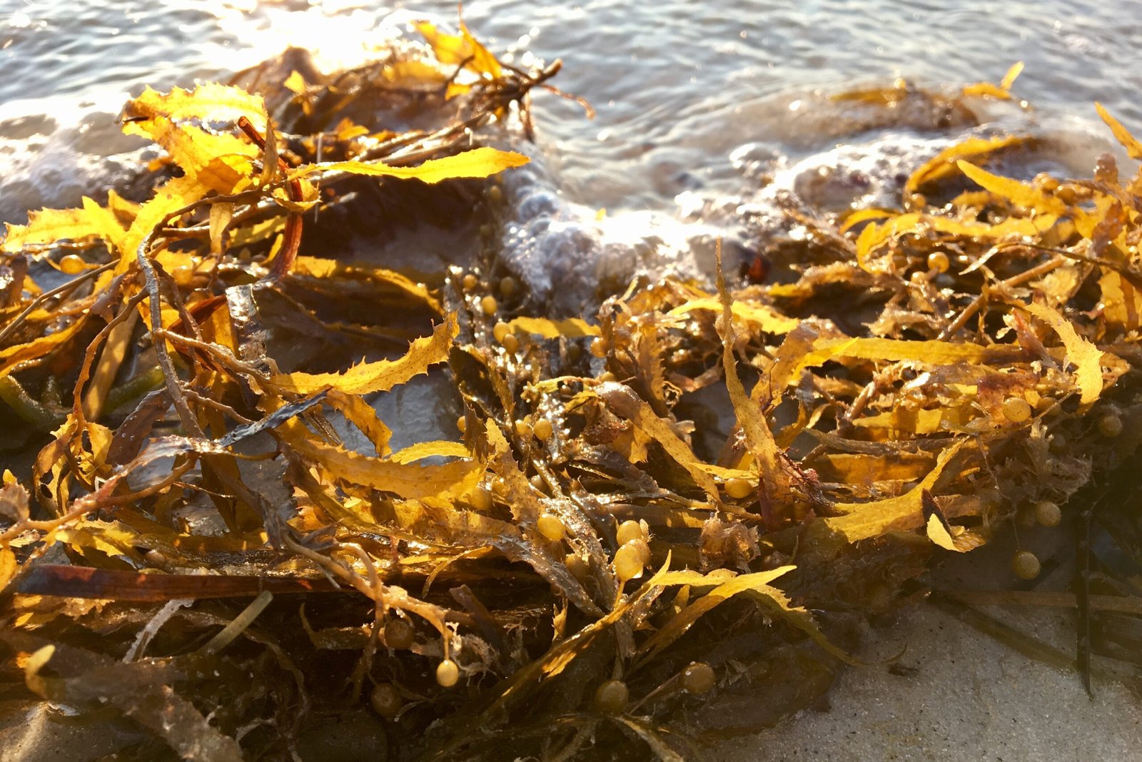 You are currently viewing Sargassum Seaweed Causing Concerns in Pogson Bay